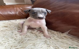 Mixed Breed dogs for sale: Whippet x Italian greyhound pups! READY NOW! - Image 8