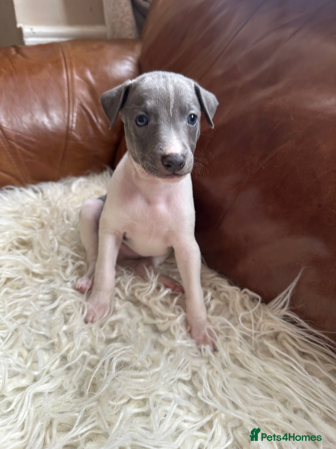 Mixed Breed dogs for sale: Whippet x Italian greyhound pups! READY NOW! - Image 8