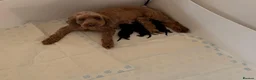 Cockapoo dogs for sale: 🐾❤️ Beautiful F1b Toy Cockapoo Puppies  ❤️🐾 in Wisbech - Advert 4