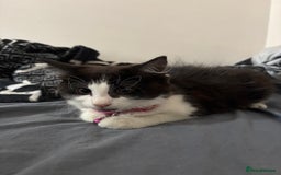Domestic Shorthair cats for sale: Kitten for sale  - Image 6