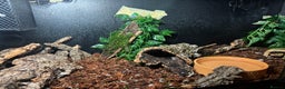 Python Snake reptiles for sale: Beautiful male inferno morph ball python  - Advert 13