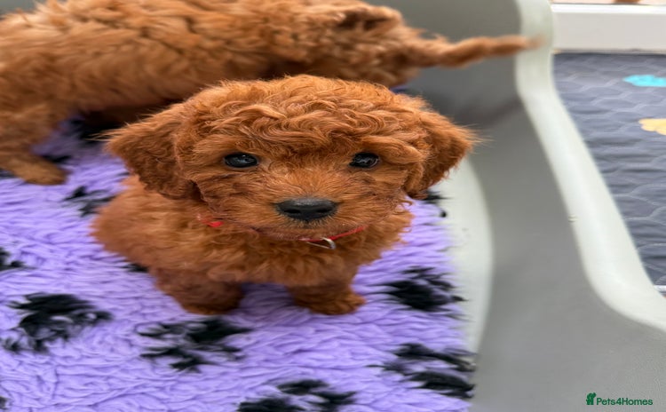 Cavapoo dogs - Advert 8