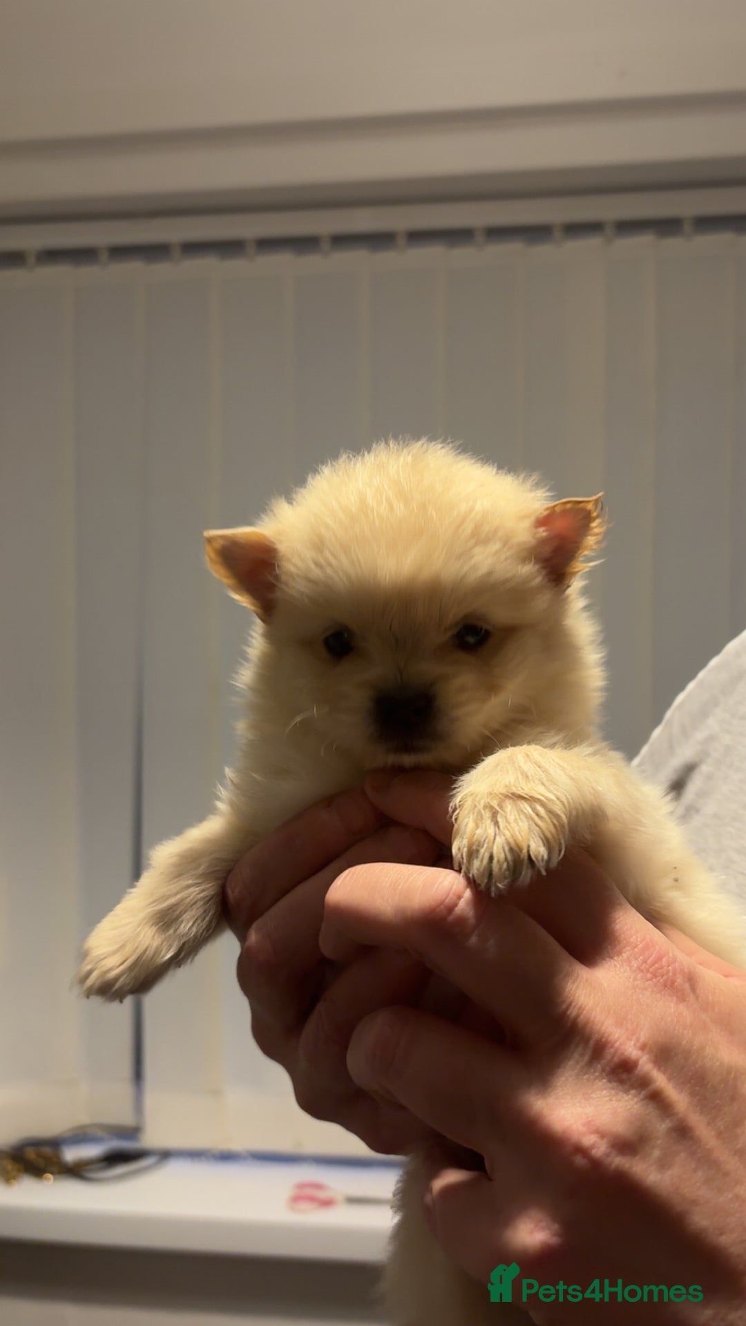 Pomeranian dogs for sale: Pomeranian puppies - Advert 7