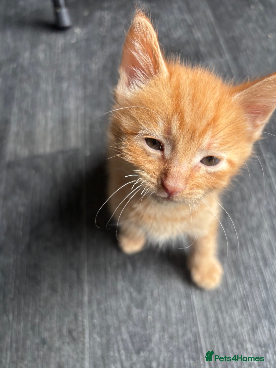 Mixed Breed cats for sale: Adorable fluffy friendly kittens for sale - Image 2