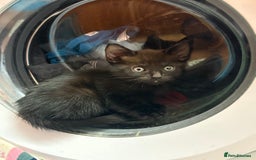 Mixed Breed cats for sale: Cheeky kittens - Image 7