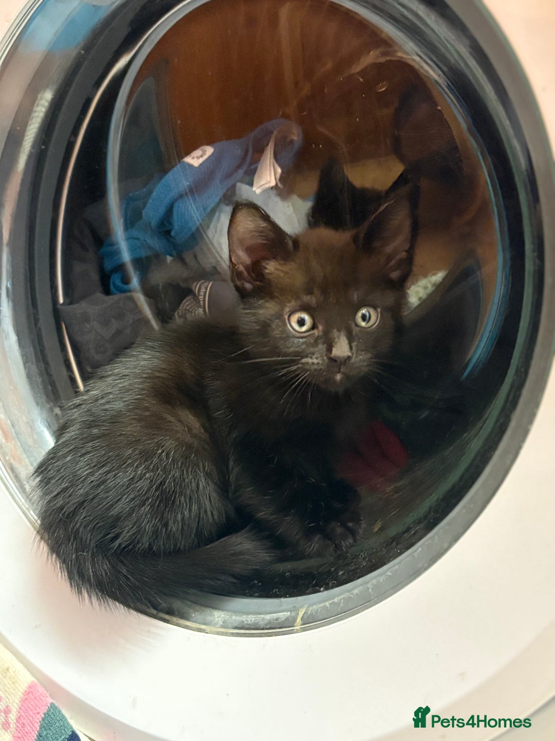Mixed Breed cats for sale: Cheeky kittens - Image 7