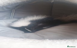 Ferret rodents for sale: Experienced home needed for special skunk - Image 3