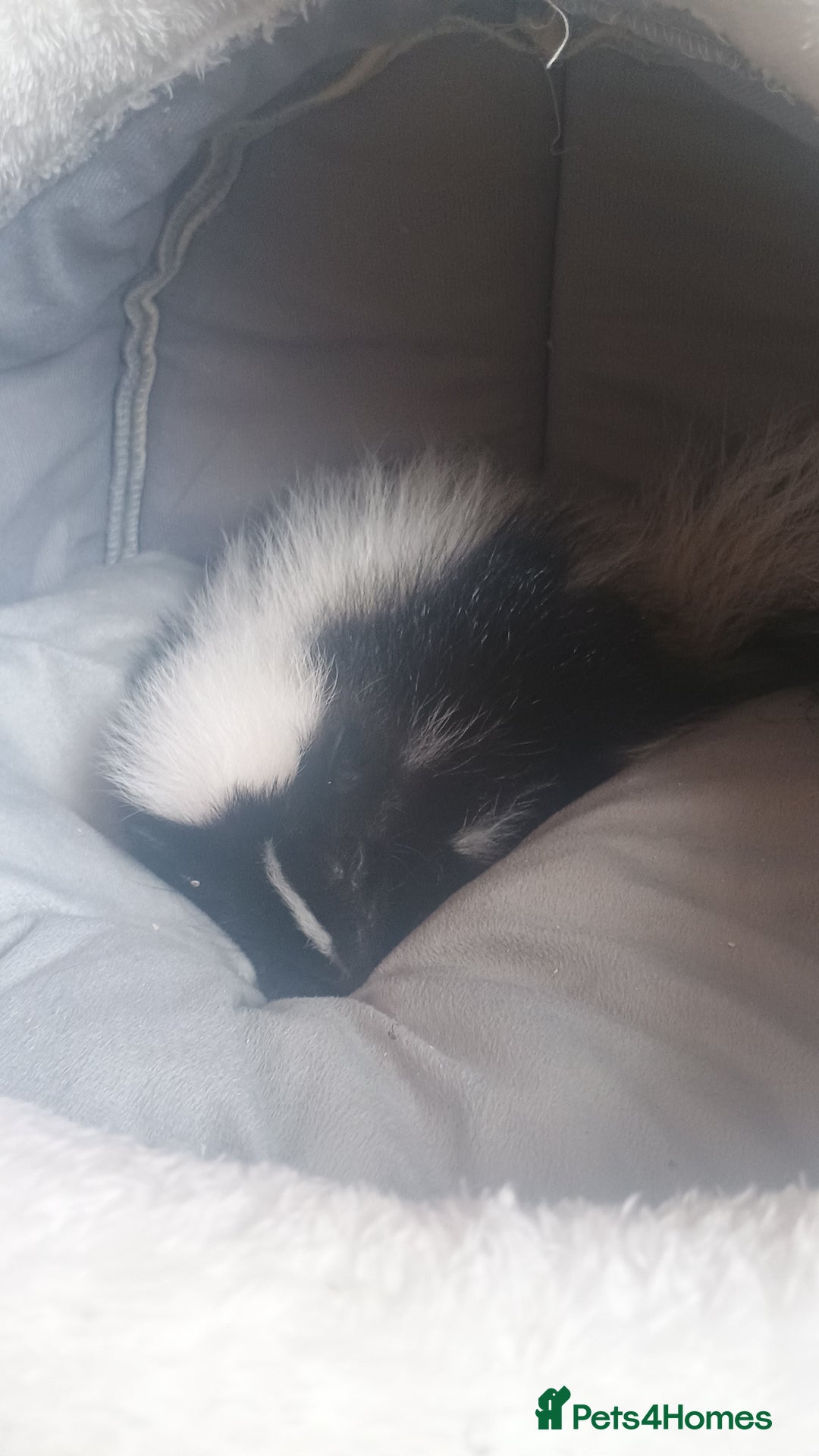 Ferret rodents for sale: Experienced home needed for special skunk - Image 3