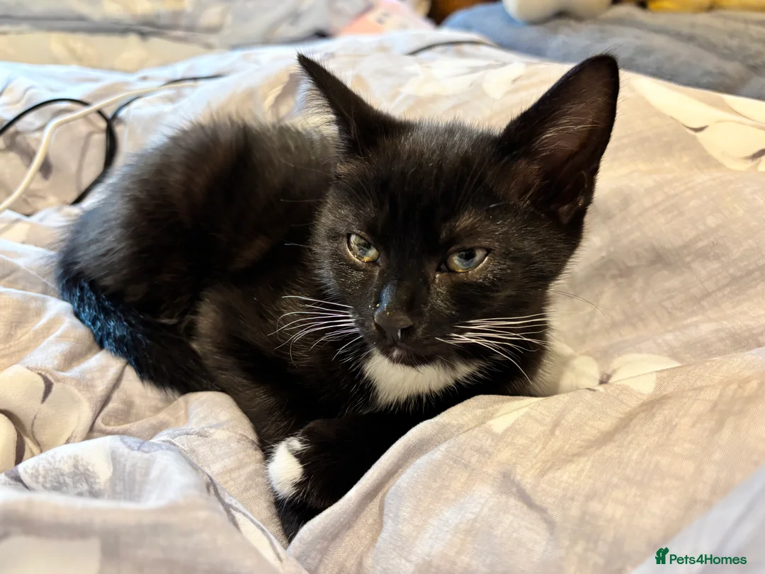 Mixed Breed cats for sale: 2 lovely female kittens  - Advert 2