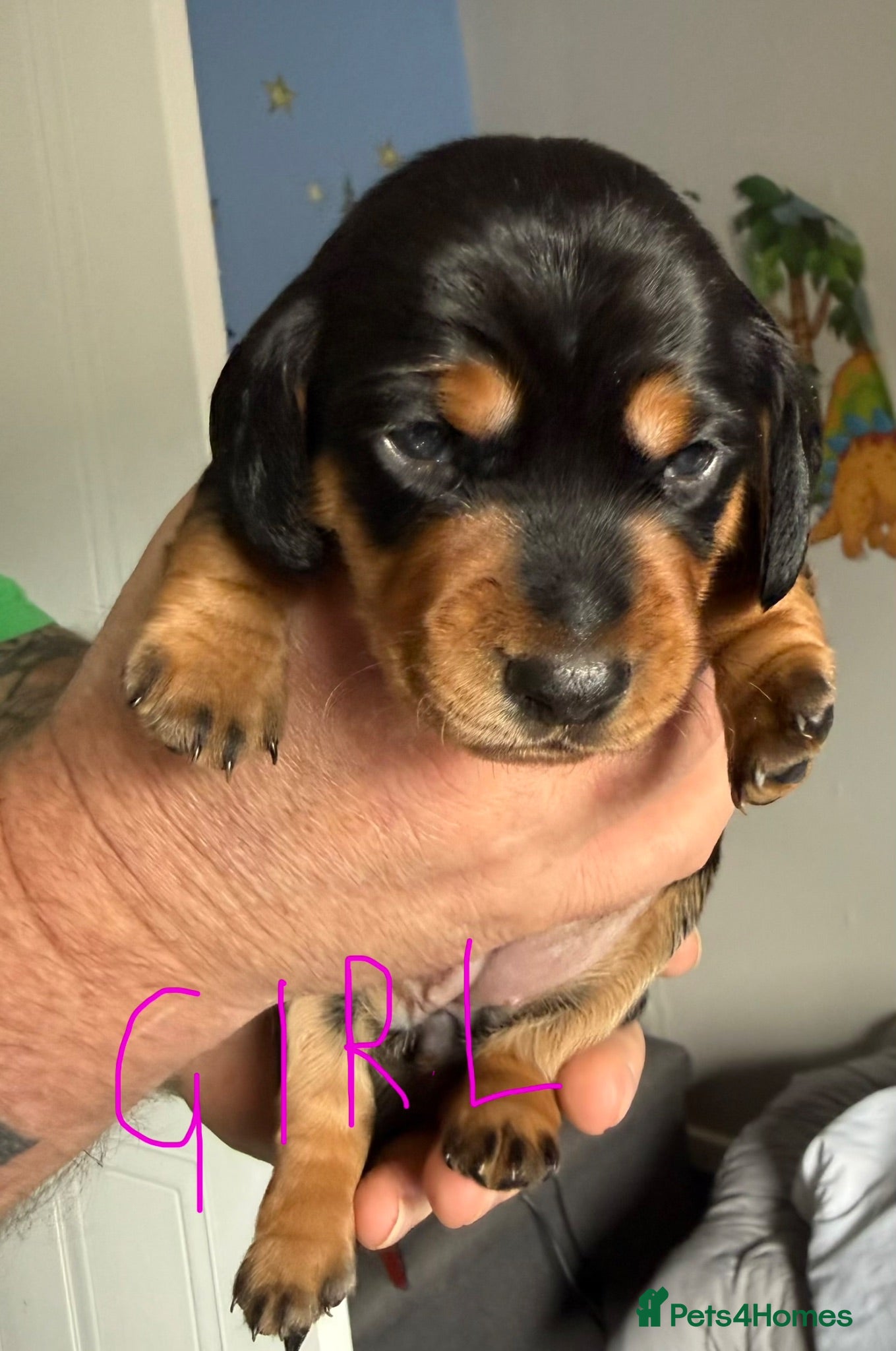 Miniature Dachshund dogs Mini dachshund  - Advert 2