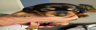 Miniature Dachshund 2