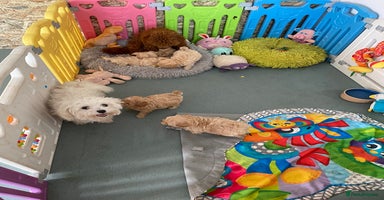 Maltipoo dogs - Advert 9