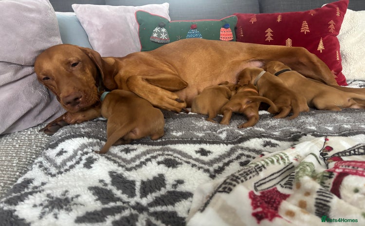 Hungarian Vizsla dogs Hungarian Vizsla Puppies for sale  - Advert 5
