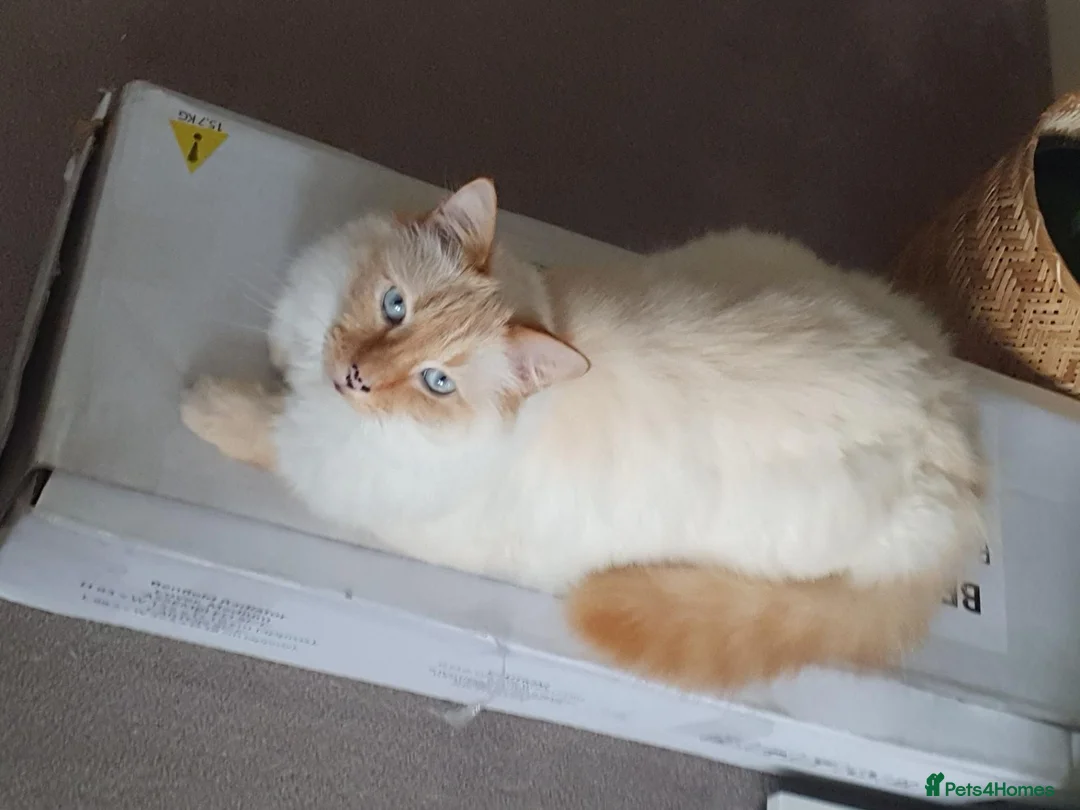 Mixed Breed cats for sale: Leo looking for loving home. in Preston - Advert 1