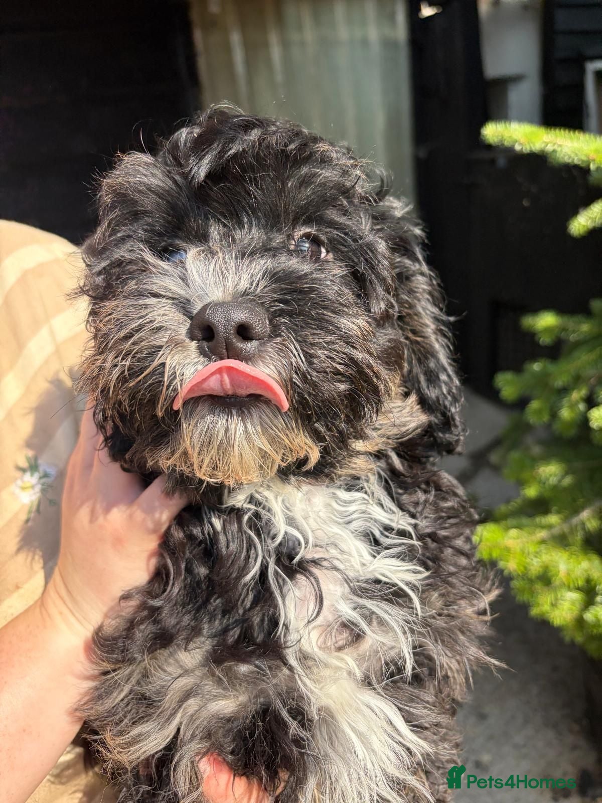 Cavapoo dogs 4 beautiful cavapoo boy pups - Advert 2