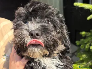 Cavapoo dogs 4 beautiful cavapoo boy pups - Advert 2