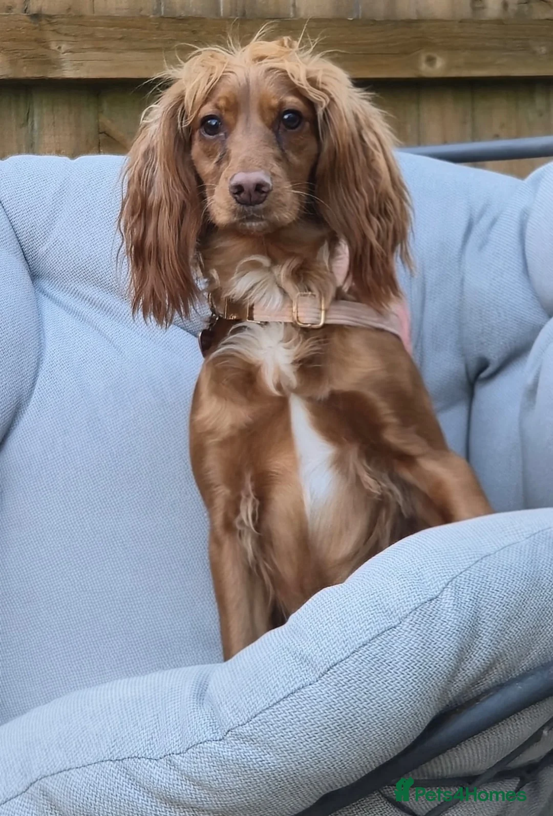 Cocker Spaniel dogs for sale: Beautiful Cocker Spaniel - Advert 2
