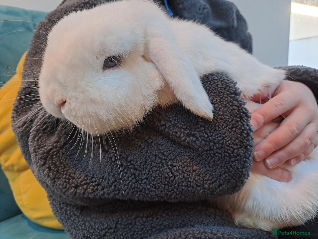 Mini Lop rabbits for sale: Male (Neutered) & Female Mini Lops (Very friendly) - Advert 4