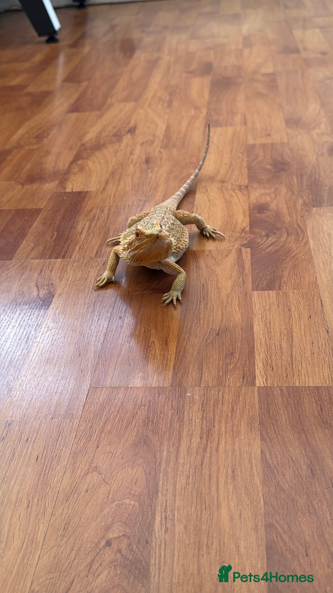 Bearded Dragon reptiles for sale: 1 year old female bearded dragon - Advert 3