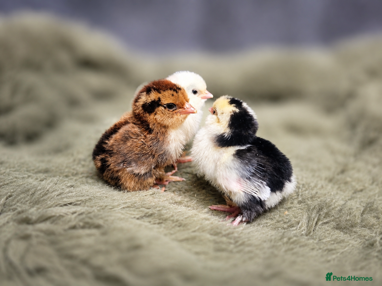 Chickens poultry Barbu D'uccle Chicks - Advert 2