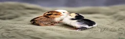 Chickens poultry for sale: Barbu D'uccle Chicks - Advert 1