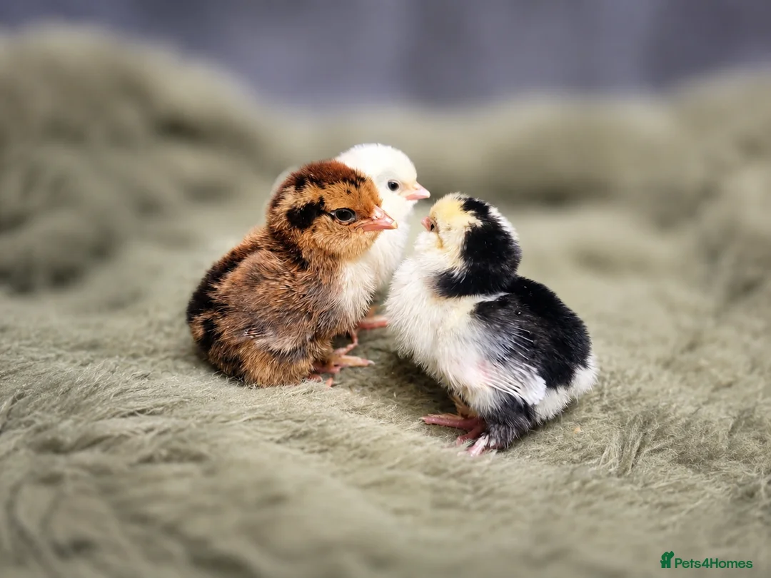 Chickens poultry for sale: Barbu D'uccle Chicks - Advert 1