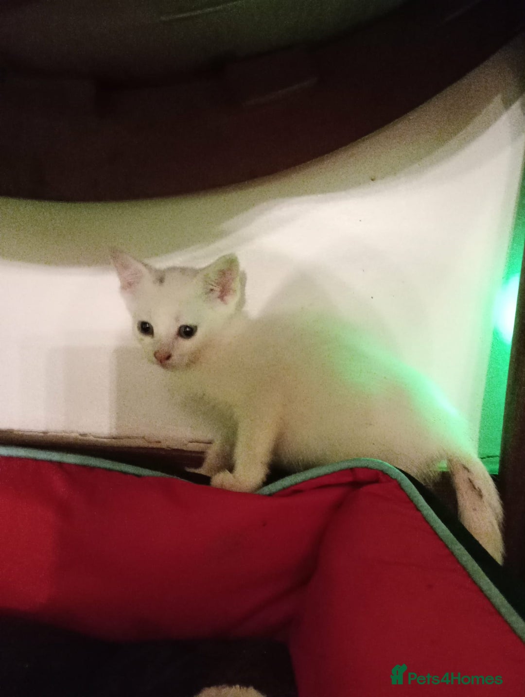 Turkish Van cats for sale: wonderful white cat - Advert 5