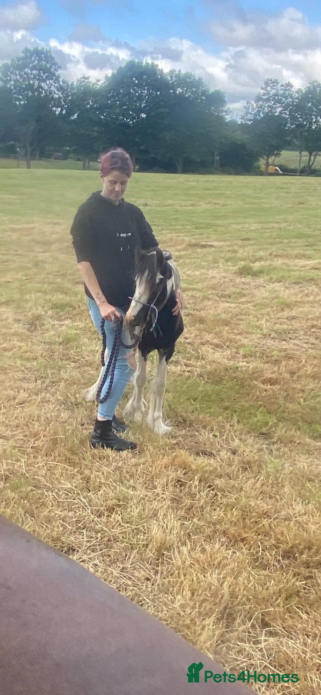 Other Breed horses for sale: Choppa - Image 1