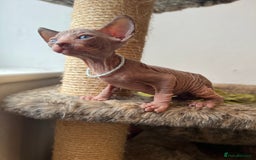 Sphynx cats for sale: Exquisite Sphynx Kittens - Image 11