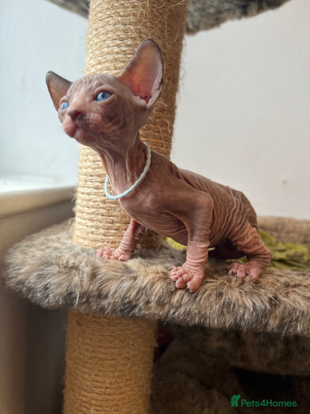 Sphynx cats for sale: Exquisite Sphynx Kittens - Image 11