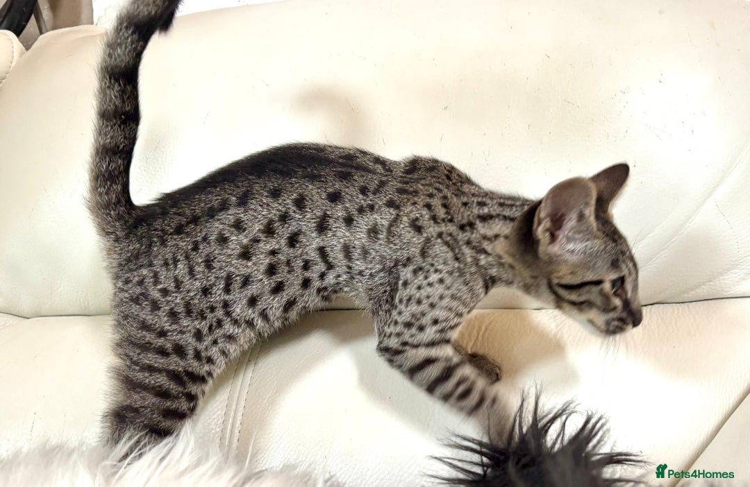 Savannah cats for sale: F9 brown & charcoal spotted savannah kittens - Image 5