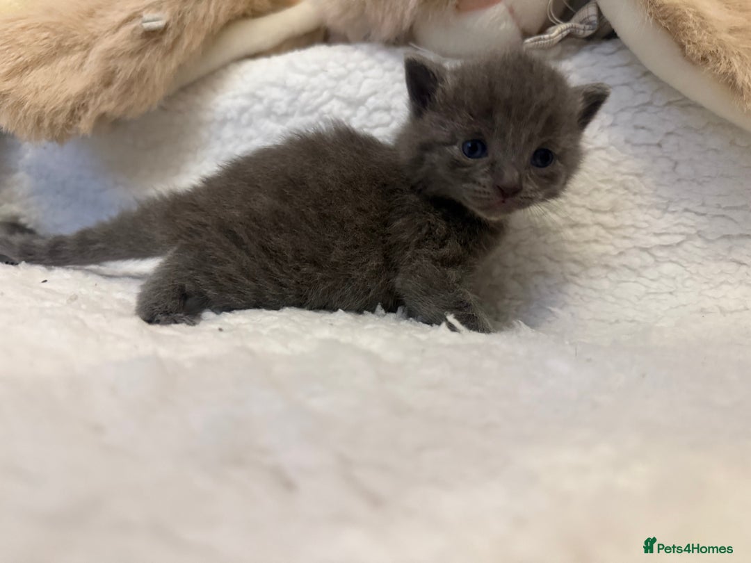 Mixed Breed cats for sale: Kittens  - Advert 10