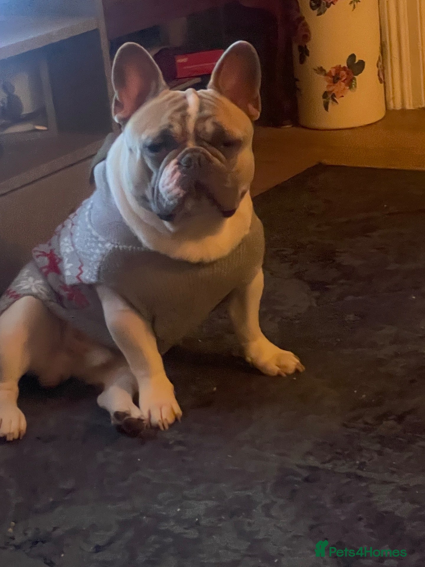 French Bulldog dogs Herbie our beautiful Pied French Bulldog - Advert 1