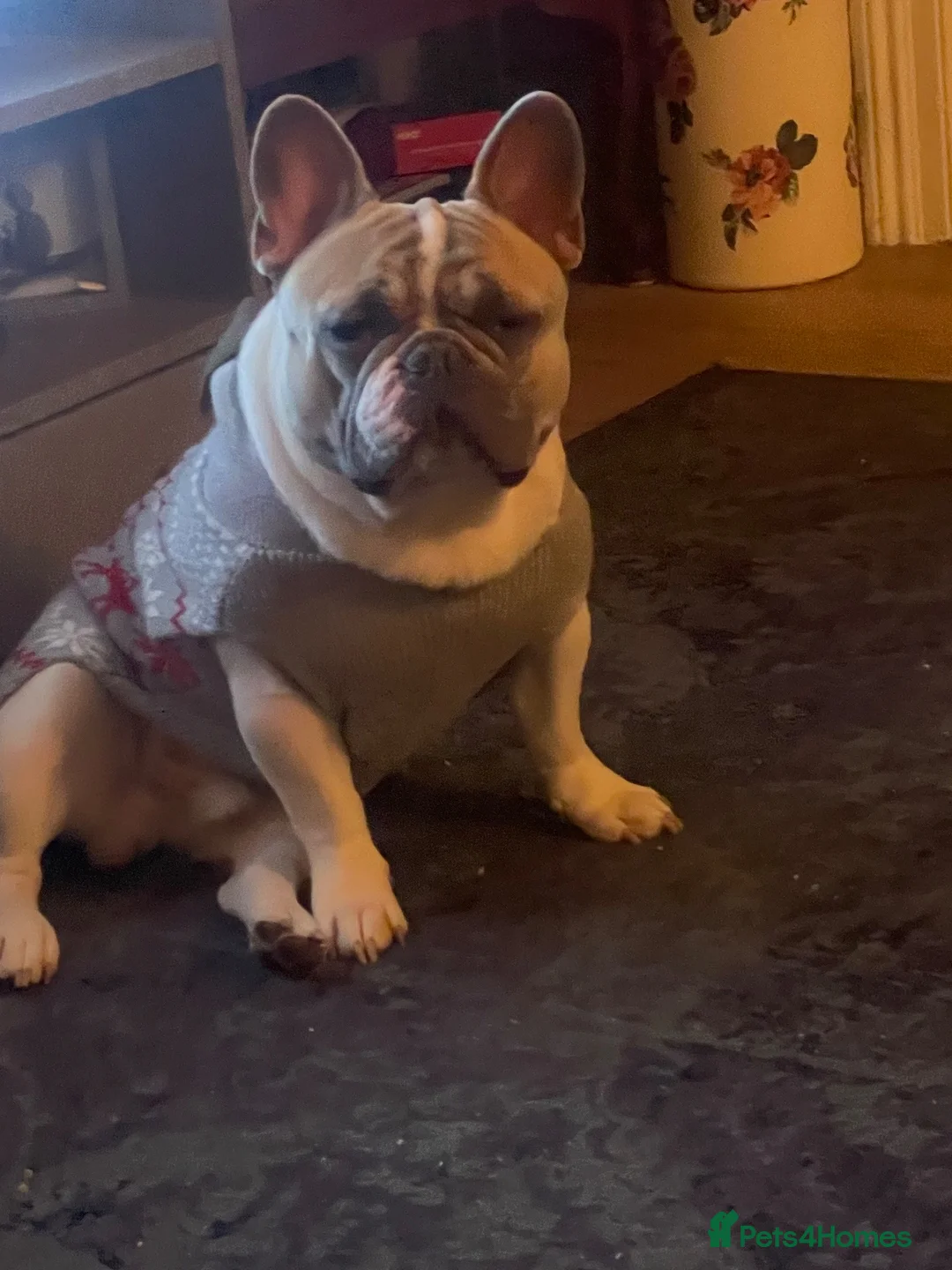 French Bulldog dogs for stud: Herbie our beautiful Pied French Bulldog - Advert 1
