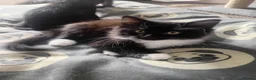 Domestic Shorthair cats for sale: 2 female 2 male kittens ready for their new home  - Advert 6