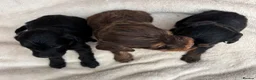Cockapoo dogs for sale: Unique Coloured F1 Cockapoo Puppies KC Parents - Advert 13