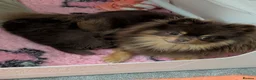 Pomeranian dogs for sale: MOCHI the chocolate pom boy in Sunderland - Advert 4
