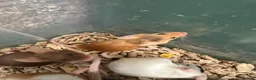 Mouse rodents for sale: Pet Fancy Mice - Advert 6