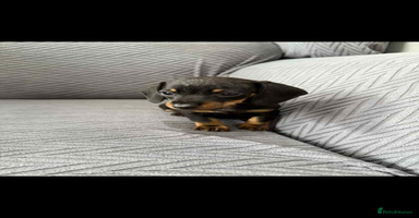 Dachshund dogs - Advert 10