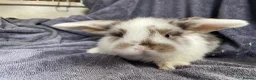 Mini Lop rabbits for sale: Mini lops ready to reserve  - Advert 4