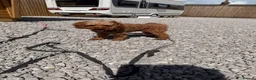 Cockapoo dogs for sale: Mum and daughter for sale  - Advert 3