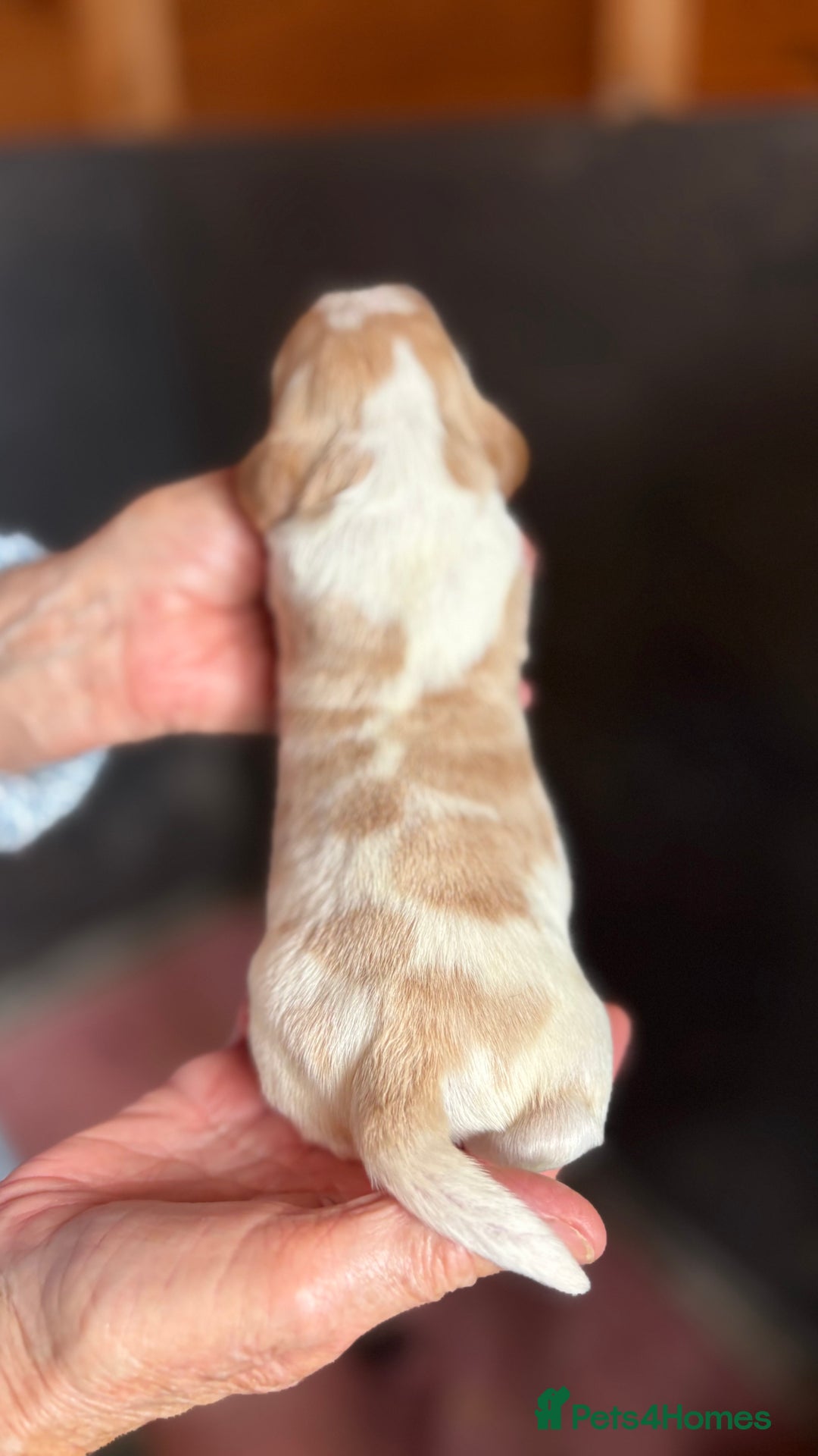 Cocker Spaniel dogs for sale: Show cocker spaniel pups  - Image 10
