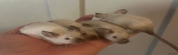 Mouse rodents for sale: Siamese baby mice - Advert 2