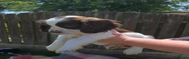 Sprocker 5