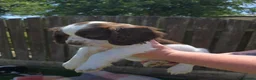 Sprocker dogs for sale: Sprockers - Advert 4