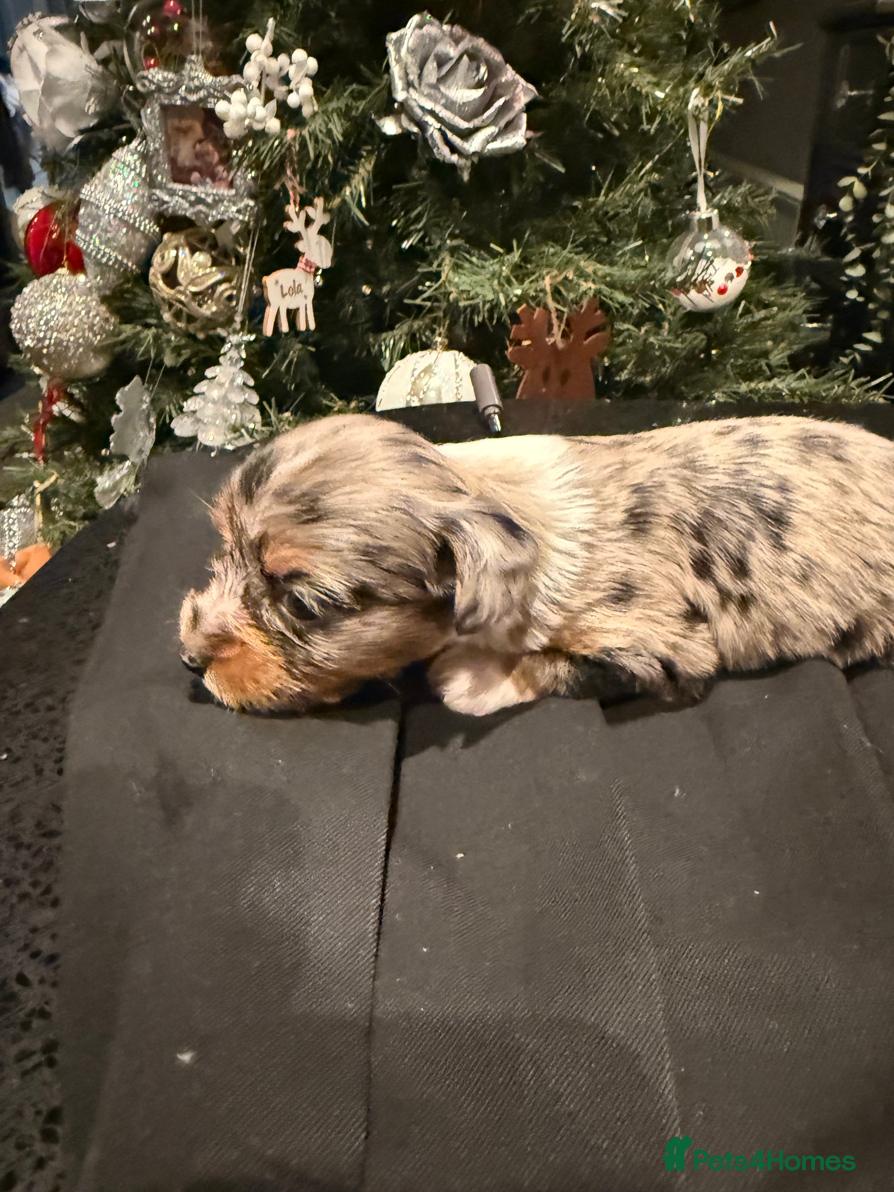 Mixed Breed dogs beautiful Merle girl chihuahua ready 22nd dec - Advert 3