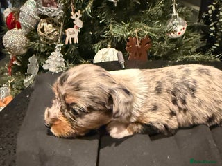 Mixed Breed dogs Stunning Merle chihuahua 2 girls ready 22nd dec - Advert 2