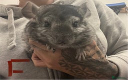Chinchilla rodents for sale: Chinchilla kits (Dorset) - Image 8