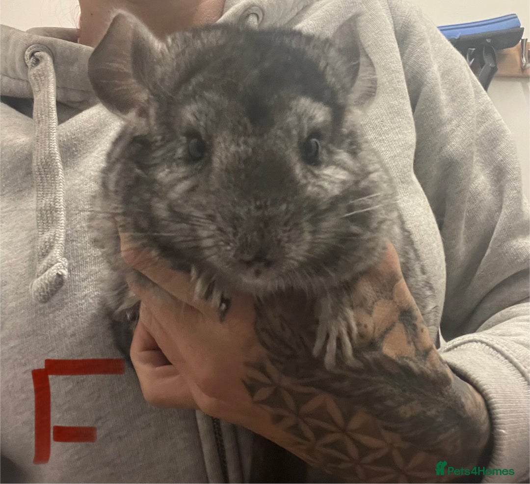Chinchilla rodents for sale: Chinchilla kits (Dorset) - Image 8