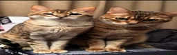 Bengal cats for sale: Female & male  in Rotherham - Advert 3